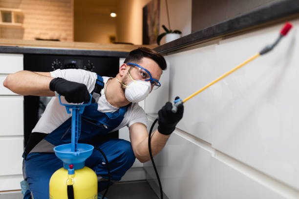 Best Flea Control Services  in Everett, MA