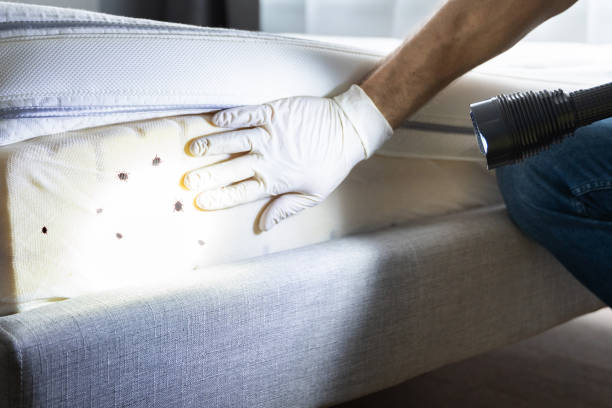 Best Pest Inspection Near Me  in Everett, MA