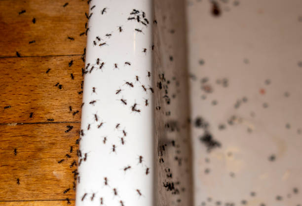 Best Best Pest Control Companies  in Everett, MA