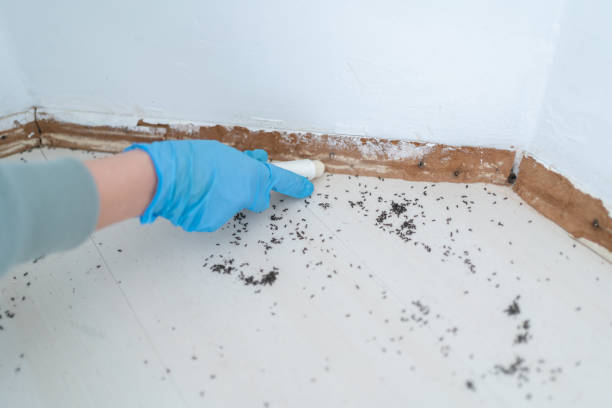Best Emergency Pest Control  in Everett, MA